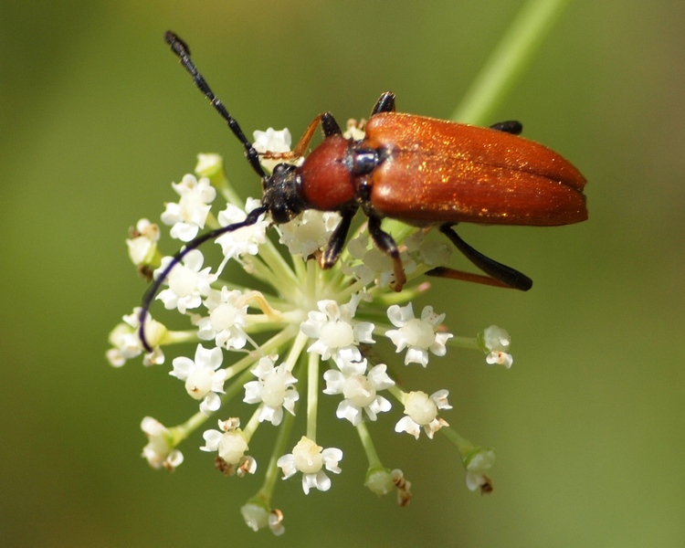 Stictoleptura rubra femmina